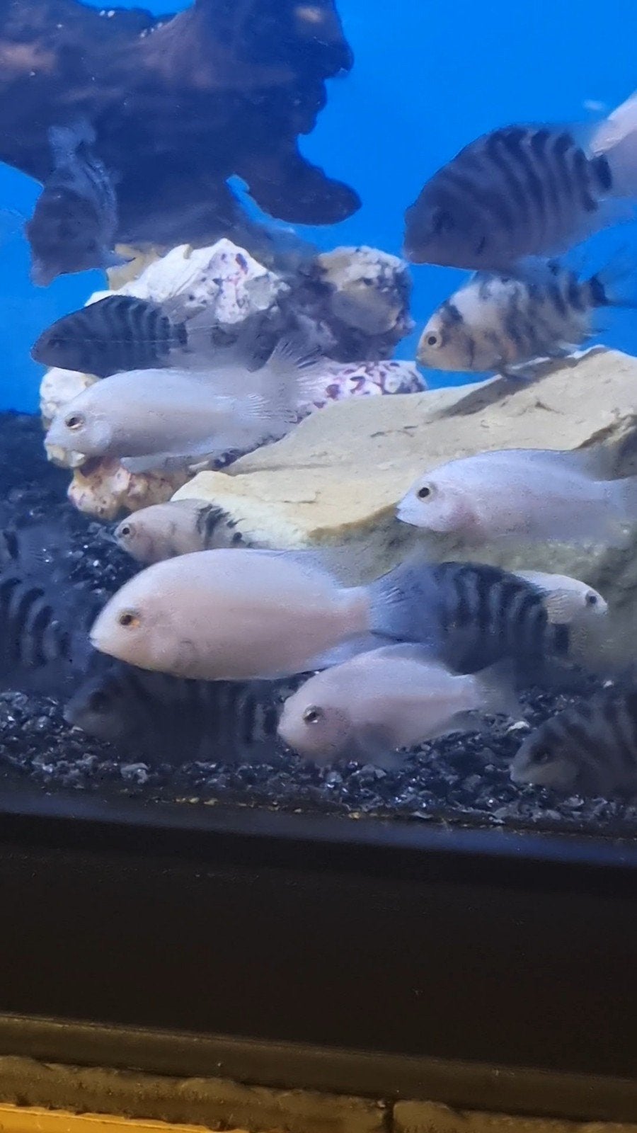 Polar platinum en polar blue, Vis, Zoetwatervis, Schoolvis