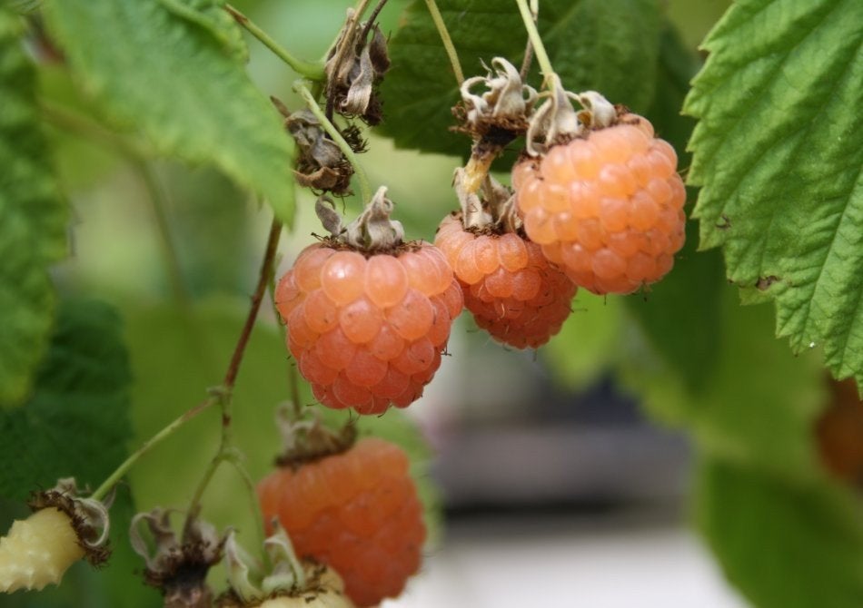Stekjes van oranje, doorbloed frambozen, Tuin en Terras, Planten | Fruitbomen, Ophalen, Minder dan 100 cm, Lente, Overige soorten