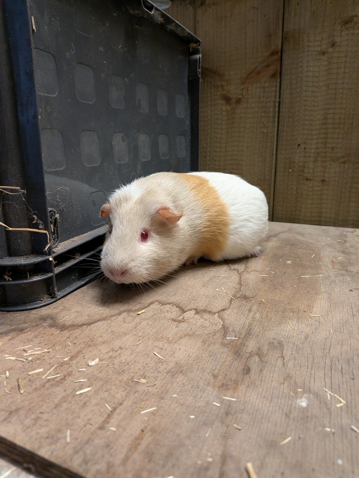 drachtig cavia zeugje, Dieren en Toebehoren, Maart, Cavia