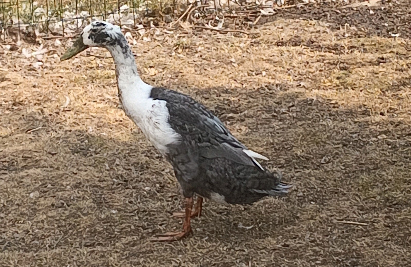 indische loopeend woerd