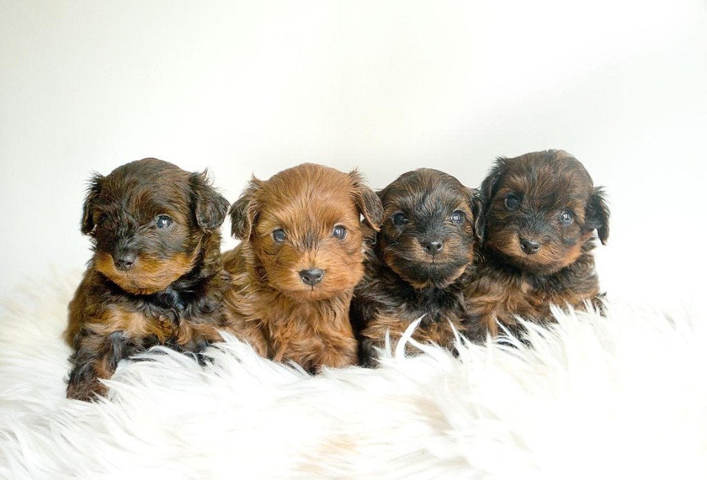 Schattige hypoallergene mini pups, Parvo, België, Fokker | Hobbymatig, 8 tot 15 weken