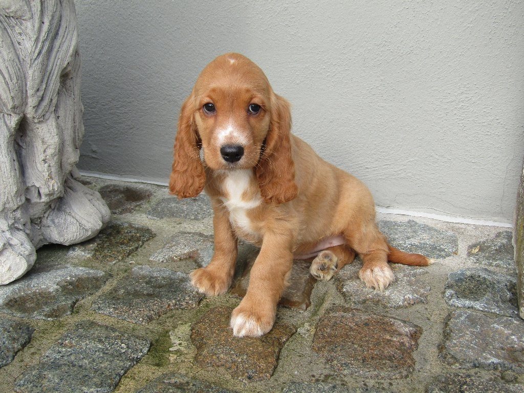 Engelse cocker spaniël pups, Maladie de Carré (chiens), Plusieurs, Belgique, Plusieurs animaux