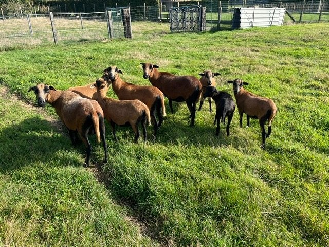 Heel mooie Kameroen schapen jonge ooien, Dieren en Toebehoren, Vrouwelijk, Schaap, 0 tot 2 jaar