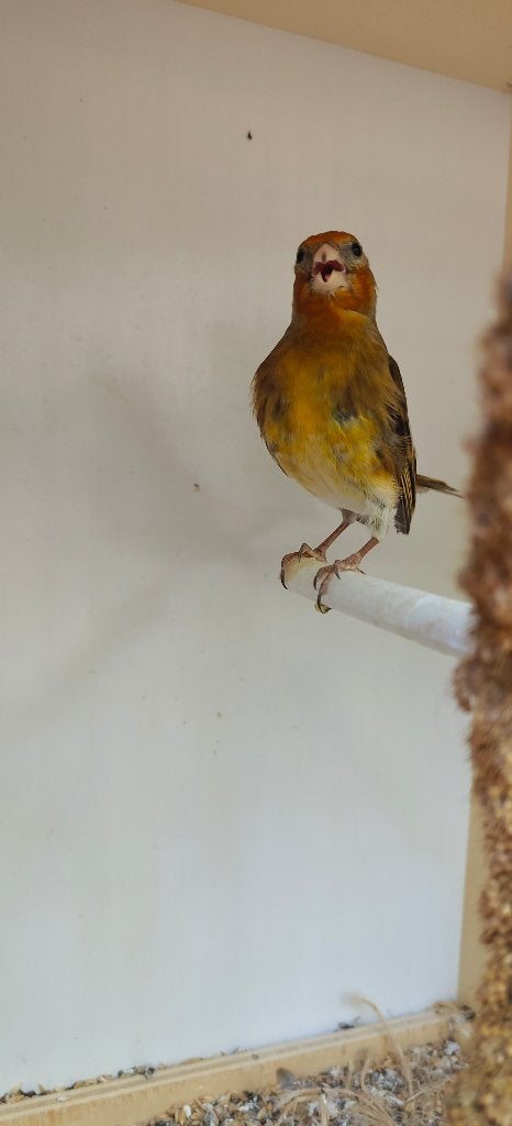 Distelvink x Kanarie Bastaard Putter (man), Mâle, Oiseau chanteur sauvage