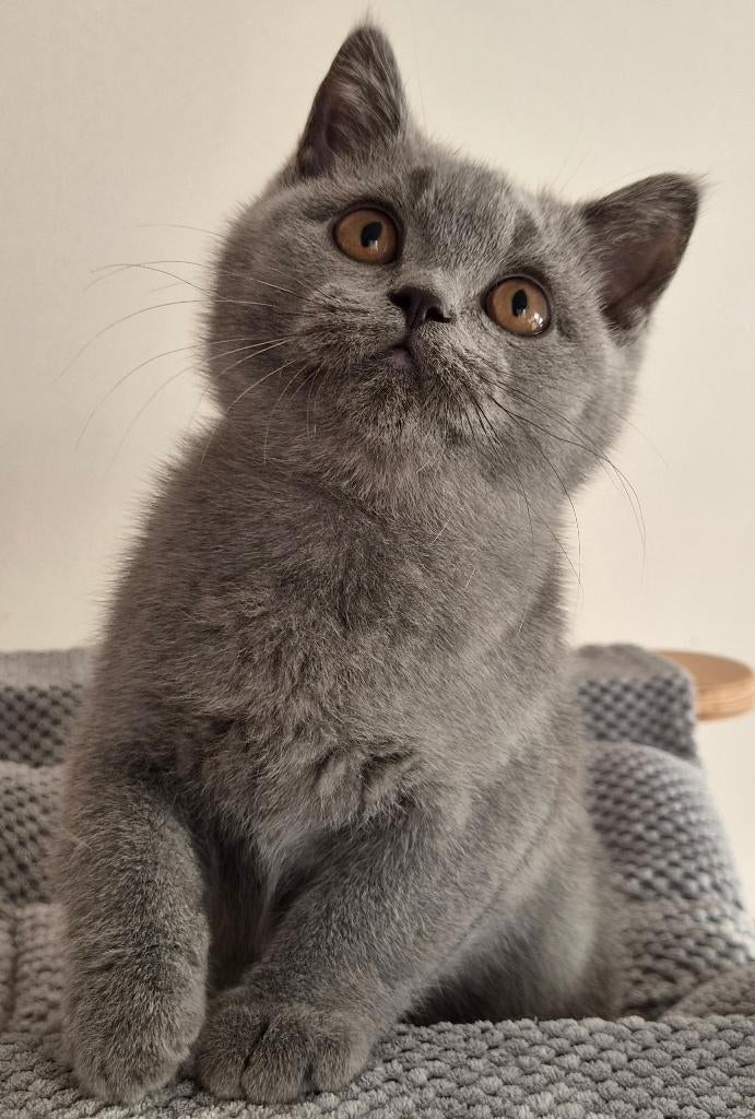 Brits korthaar kittens, Dieren en Toebehoren, Katten en Kittens | Raskatten | Korthaar, Met stamboom
