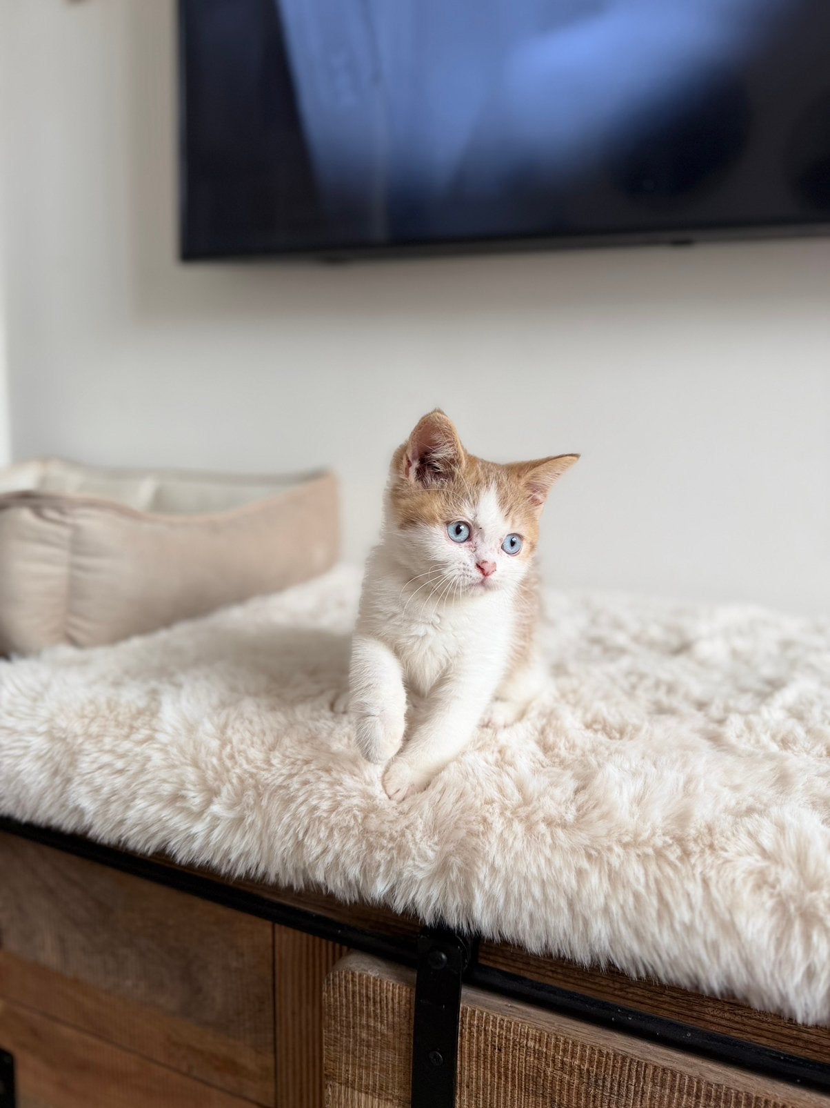 Race : British Shorthair, Chat, Avec pedigree, 0 à 2 ans