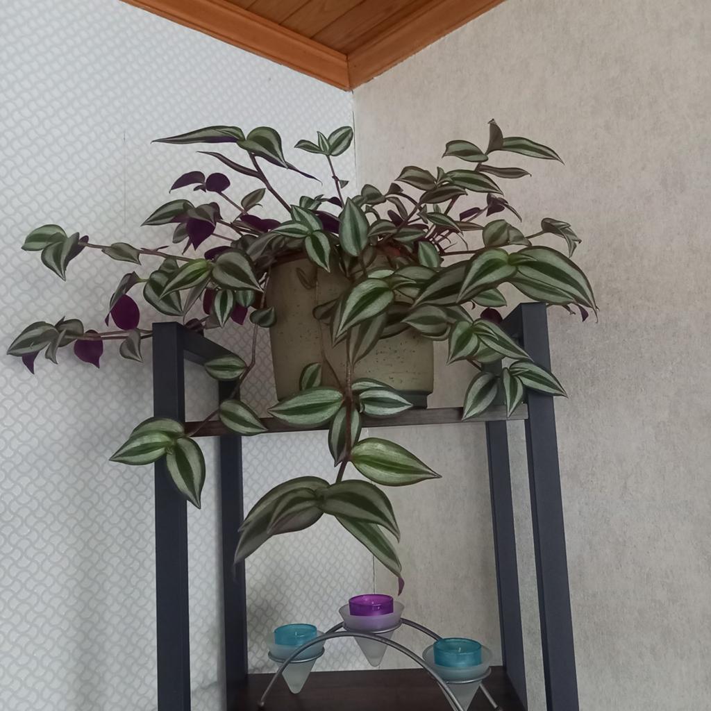 Hang plant, Enlèvement