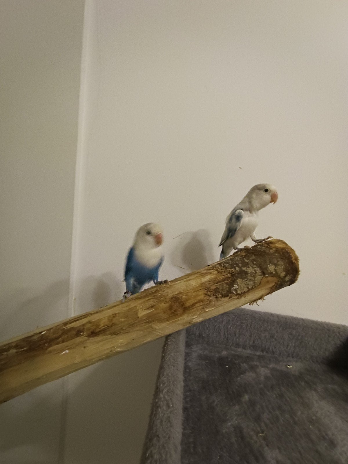 Inséparables, Animaux & Accessoires, Oiseaux | Oiseaux Autre