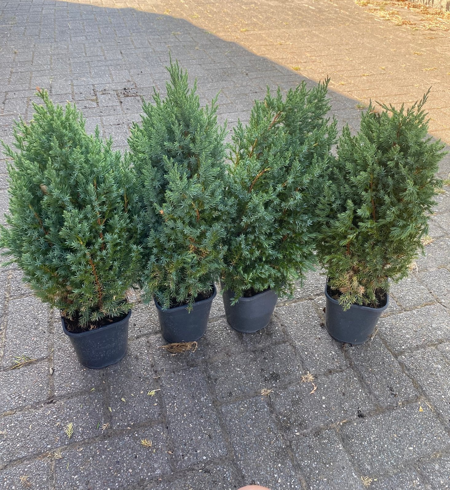 4 Juniperus-coniferen te koop, Ophalen of Verzenden, Winter, Overige soorten, Volle zon