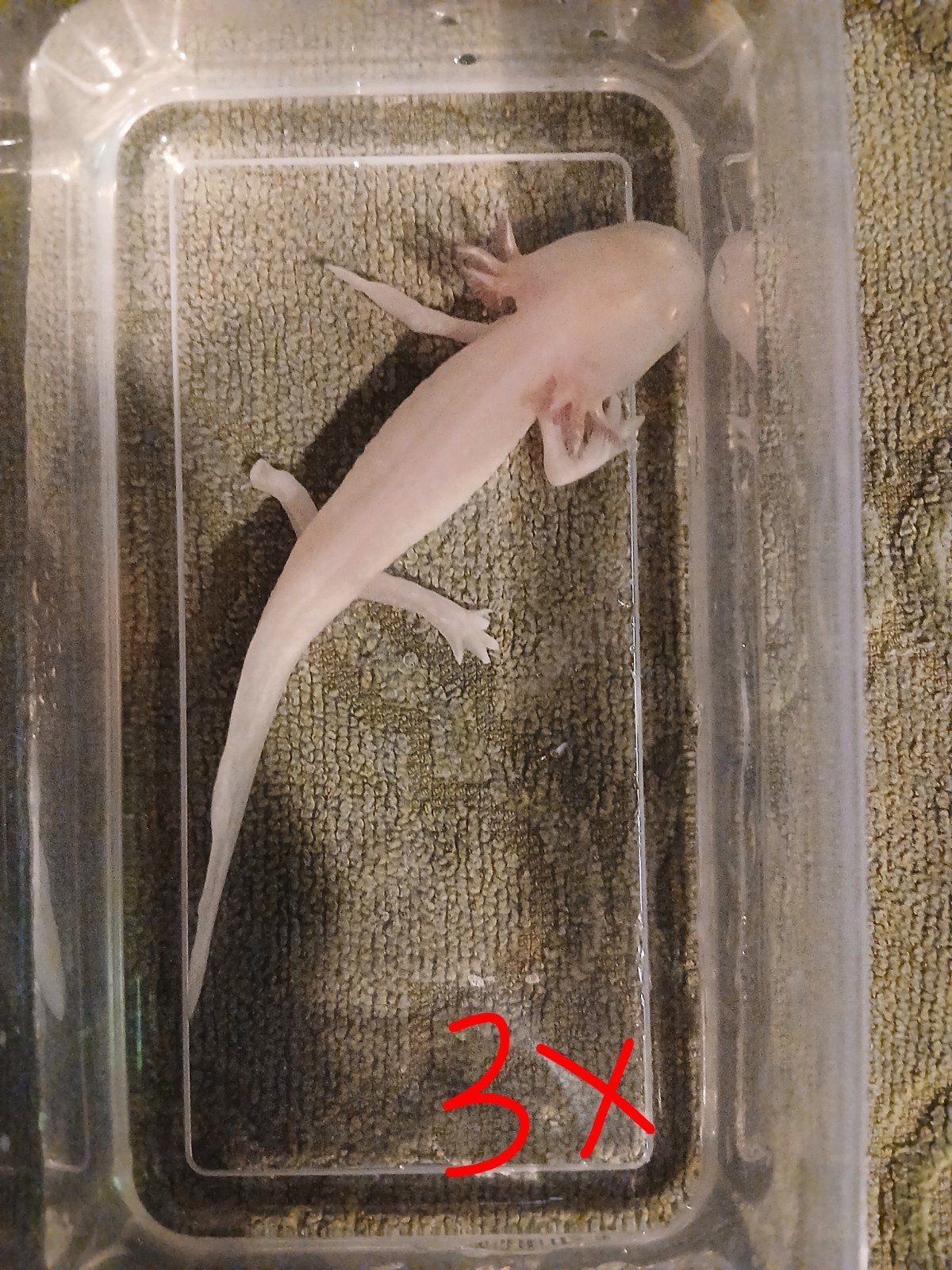 albino axolotls, Autres types, Poisson d'eau douce