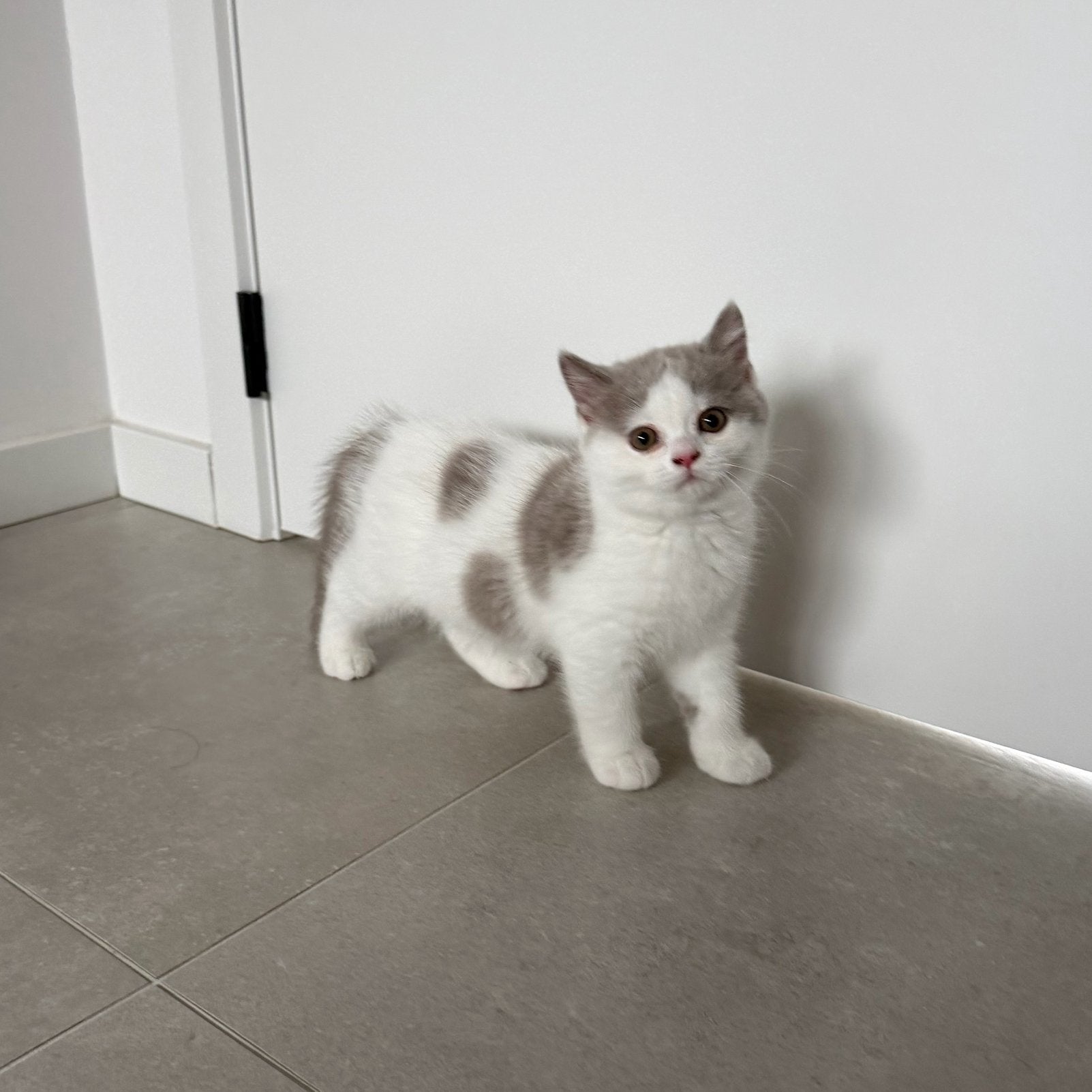 Britse korthaar kitten (kater), beide ouders aanwezig, Plusieurs animaux, Avec puce électronique, 0 à 2 ans