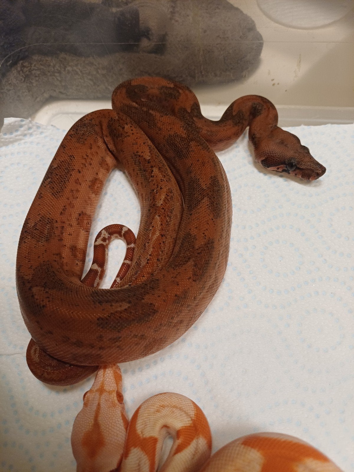 Hypo Leopard 100% het Albino. man., Dieren en Toebehoren