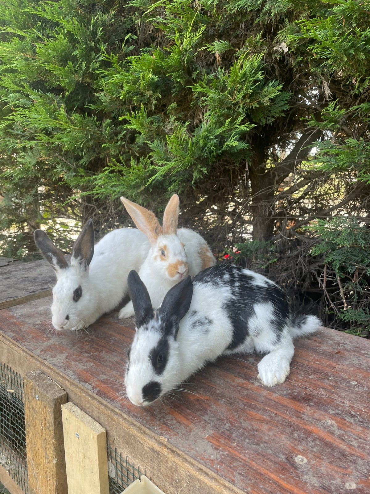 3 jonge konijnen, Animaux & Accessoires, Lapins