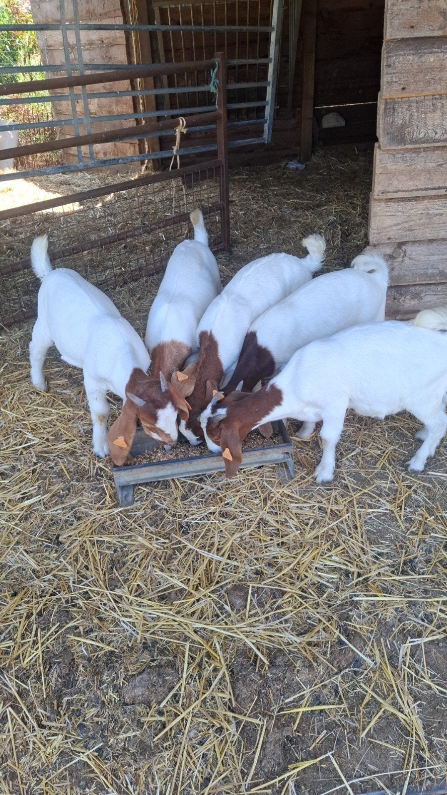 boergeiten