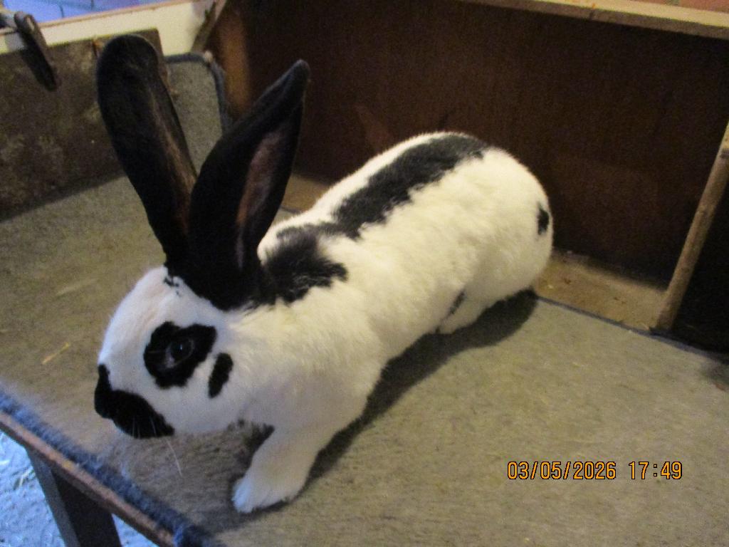 Reuzevlinder /Lotharinger, Dieren en Toebehoren, Konijnen, Vrouwelijk, Groot, 0 tot 2 jaar