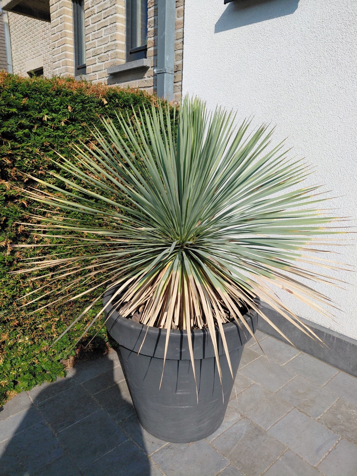 Yucca Rostrata palm, Tuin en Terras, Ophalen