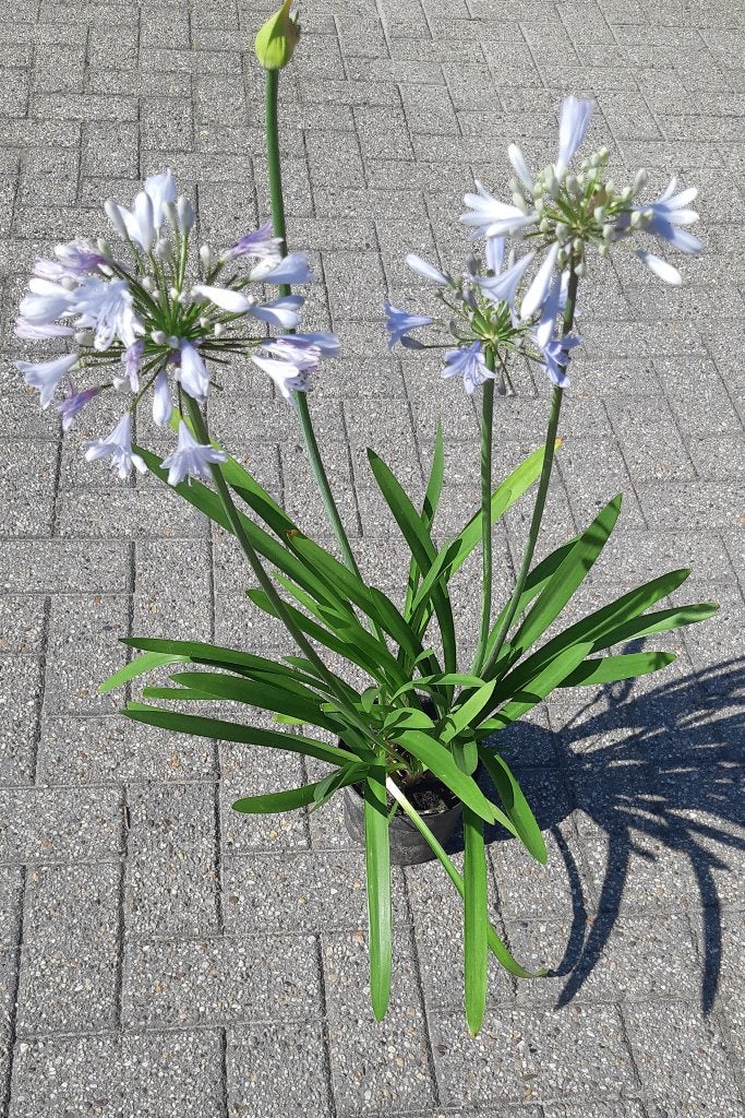 Agaphantussen, Tuin en Terras, Planten | Tuinplanten, Ophalen, Zomer, Overige soorten, Volle zon