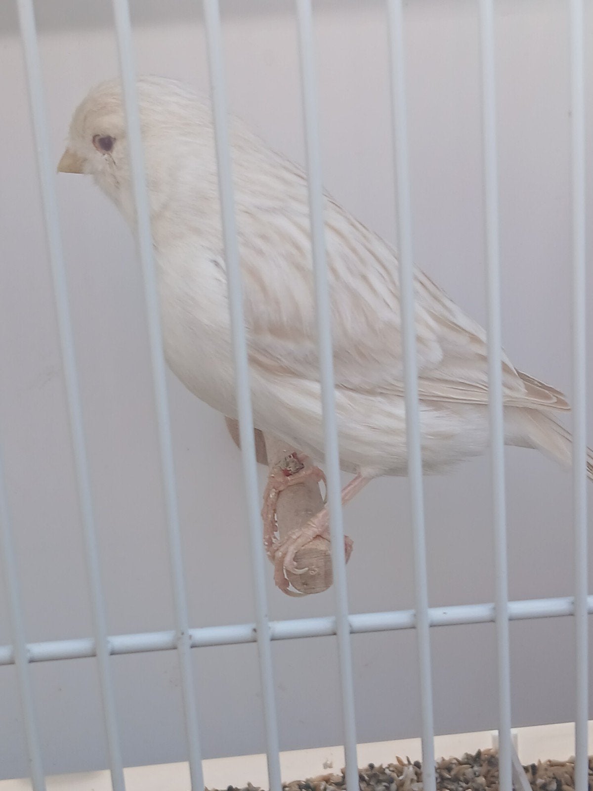 Satinet wit pop, Dieren en Toebehoren