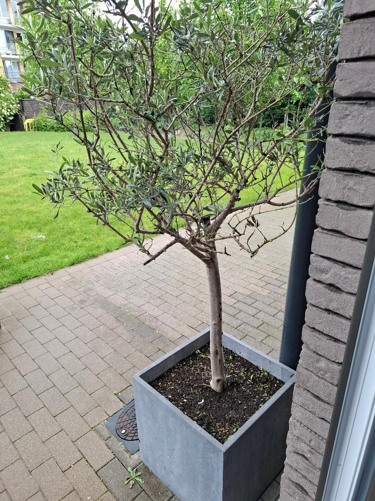 Olijfbomen 100€ stuk, Tuin en Terras, Ophalen, Olijfboom