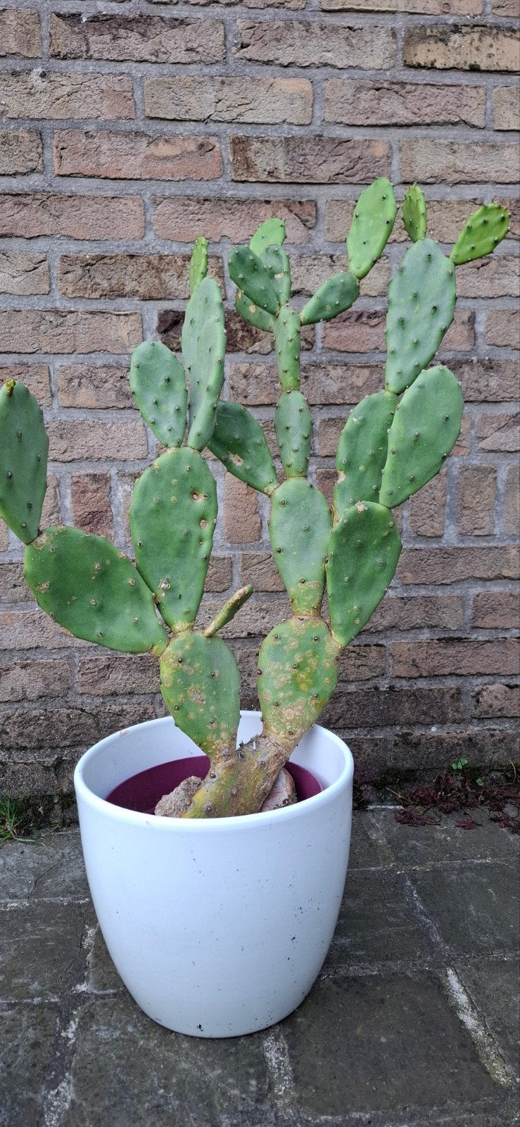 bloeiende cactus, Huis en Inrichting, Kamerplanten, Ophalen, Minder dan 100 cm, Bloeiende kamerplant, Volle zon