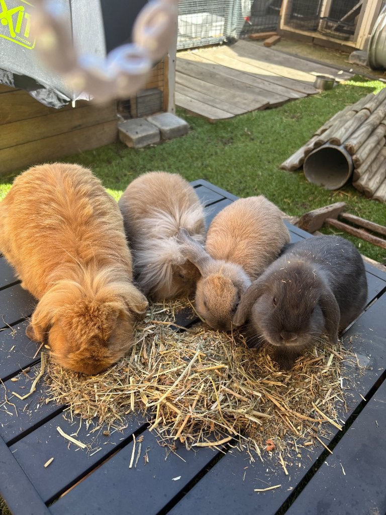 Mini lop/ hangoor konijnen te koop, Dieren en Toebehoren, Konijnen, Meerdere dieren, Klein, Hangoor, 0 tot 2 jaar