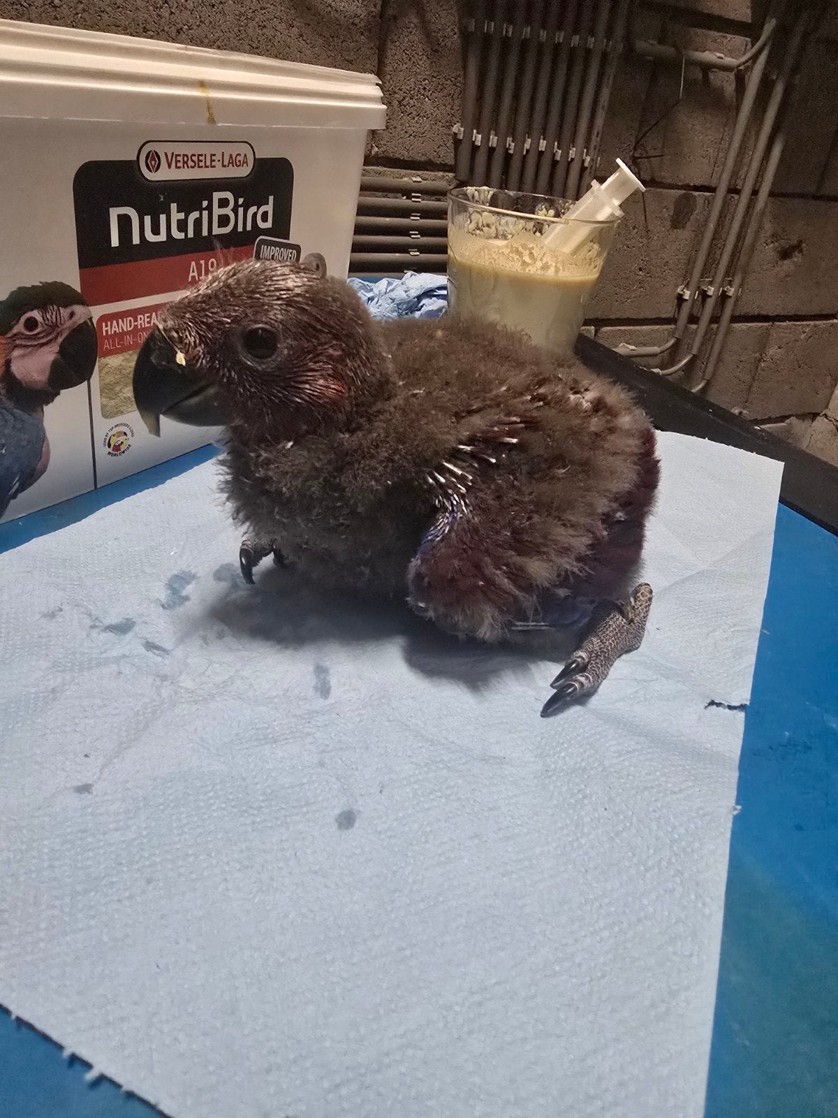 Tamme baby Edelpapegaai

Correct geringd en met overdrachtsv, Dieren en Toebehoren, Papegaai, Tam