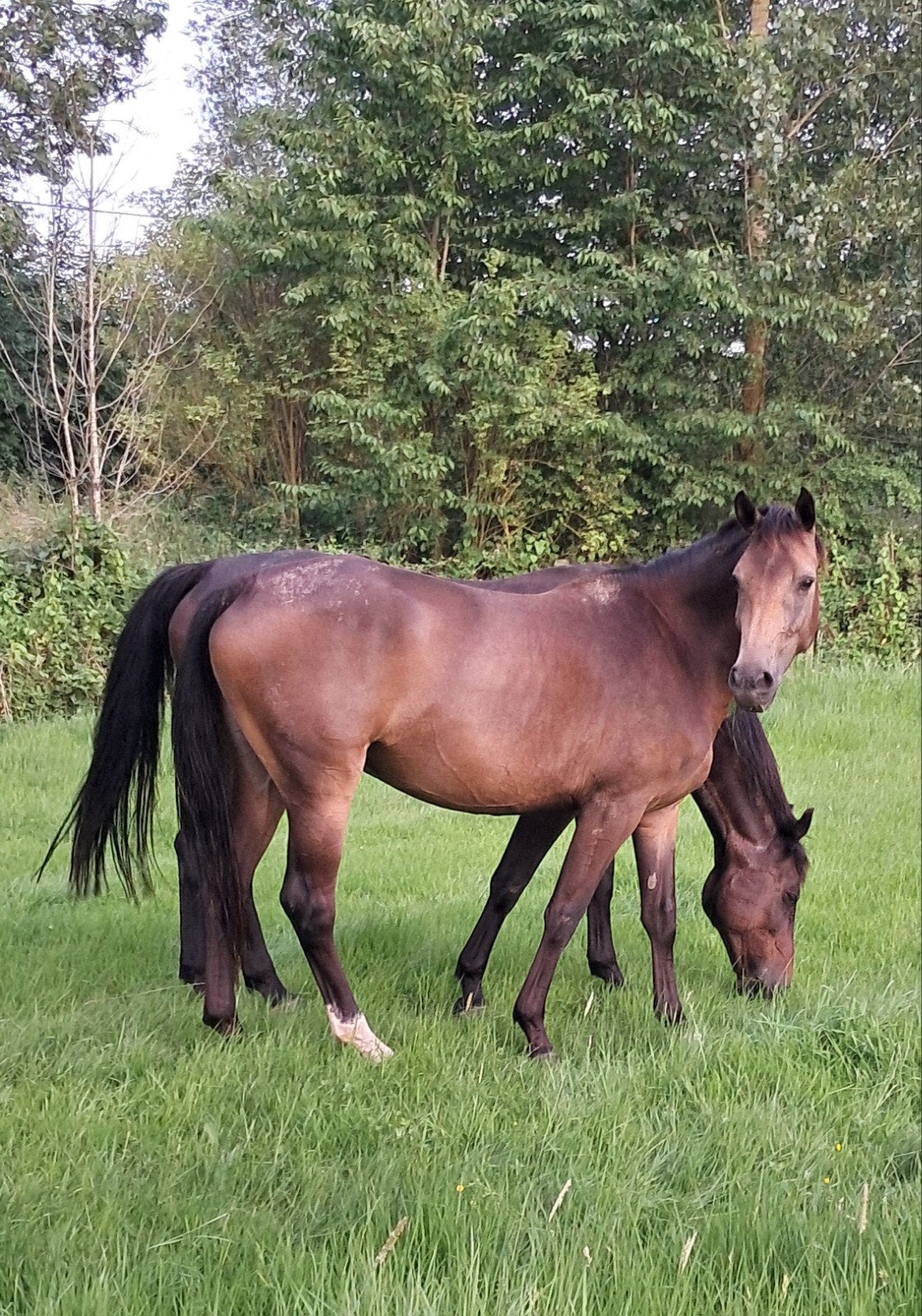 Mooie 5 jarige BWP-merrie, 160 à 165 cm, Non dressé, Cheval de récréation, Jument