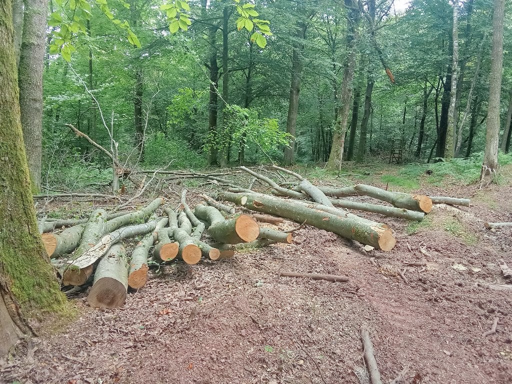 Bois en 4m, Jardin & Terrasse, Bois de chauffage, Enlèvement, Hêtre, Troncs d'arbres