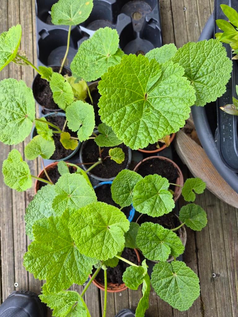 Stokrozen, Tuin en Terras, Ophalen, Zomer