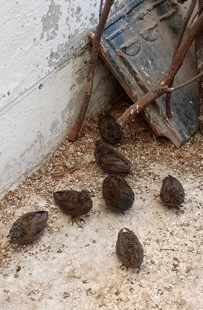 Chinese dwergkwartels, Dieren en Toebehoren, Meerdere dieren, Overige soorten