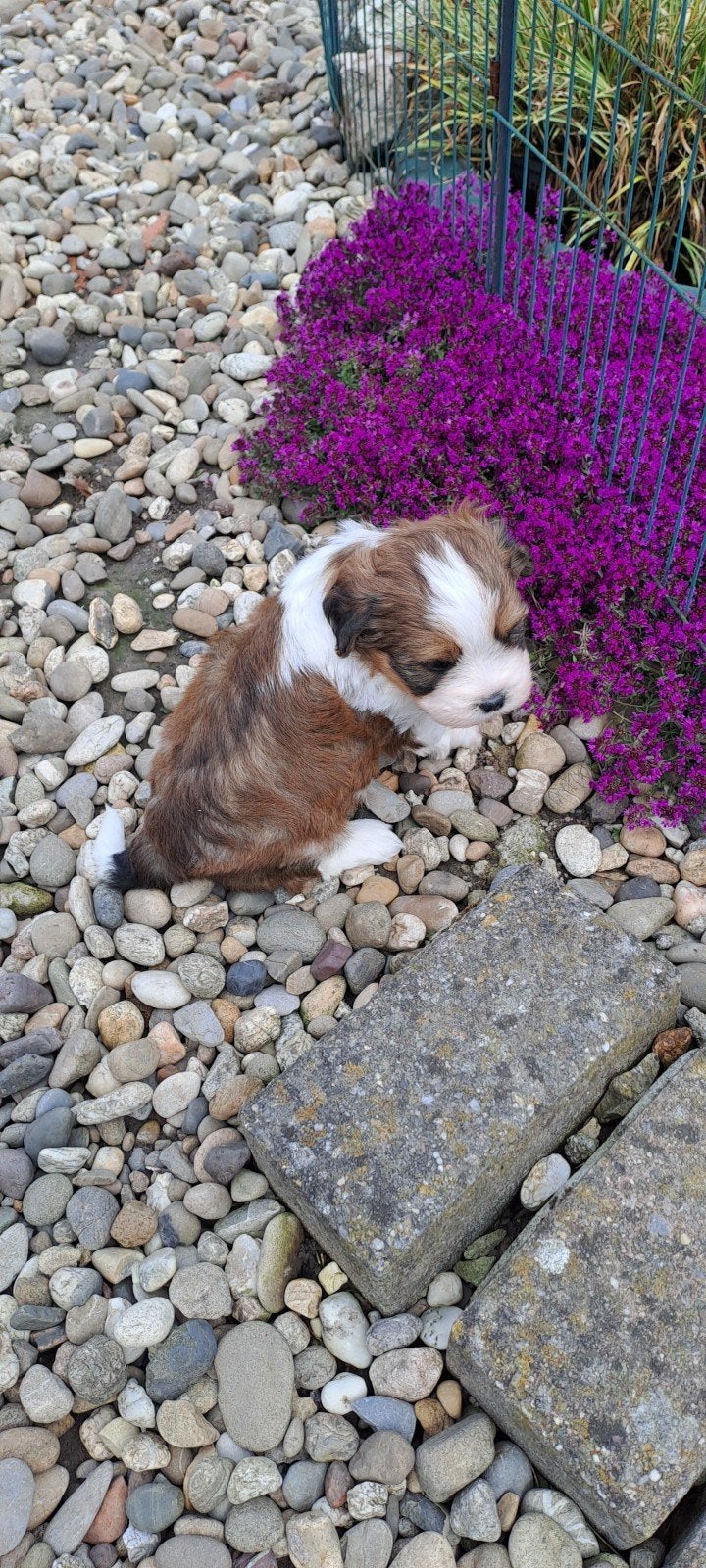 Boomer (shih tzu - cavalier), Animaux & Accessoires, Chiens | Chihuahuas & Chiens de compagnie, Chien (mâle), Autres races, Éleveur | Professionnel