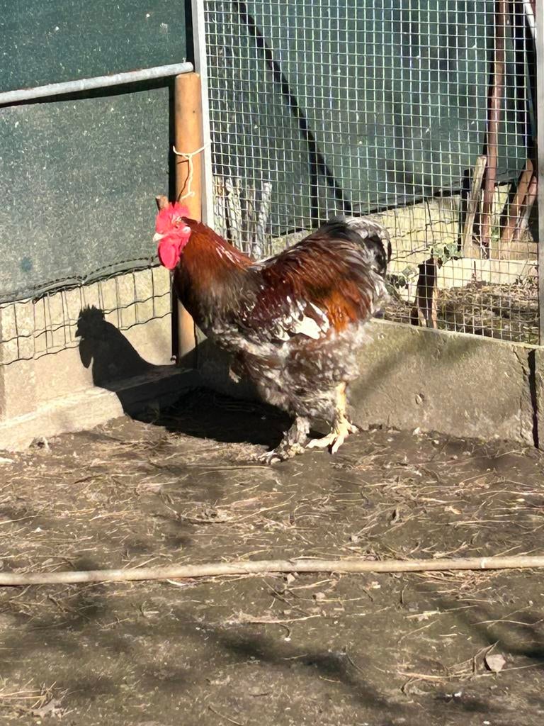 Coq cochin 2ans, Animaux & Accessoires