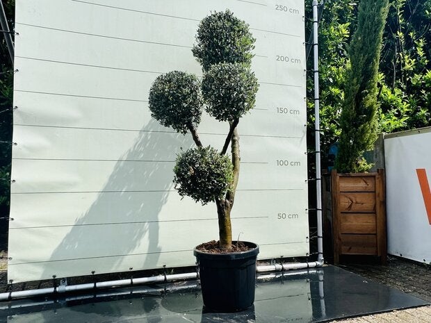 Olijfboom - Multi Bolvormen - stamomvang 30-40 cm, Tuin en Terras
