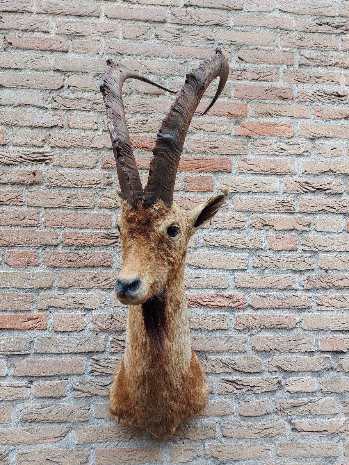 tête en peluche bouquetin taxidermie chasse crâne de cerf bo, Enlèvement, Animal sauvage, Bois ou Tête