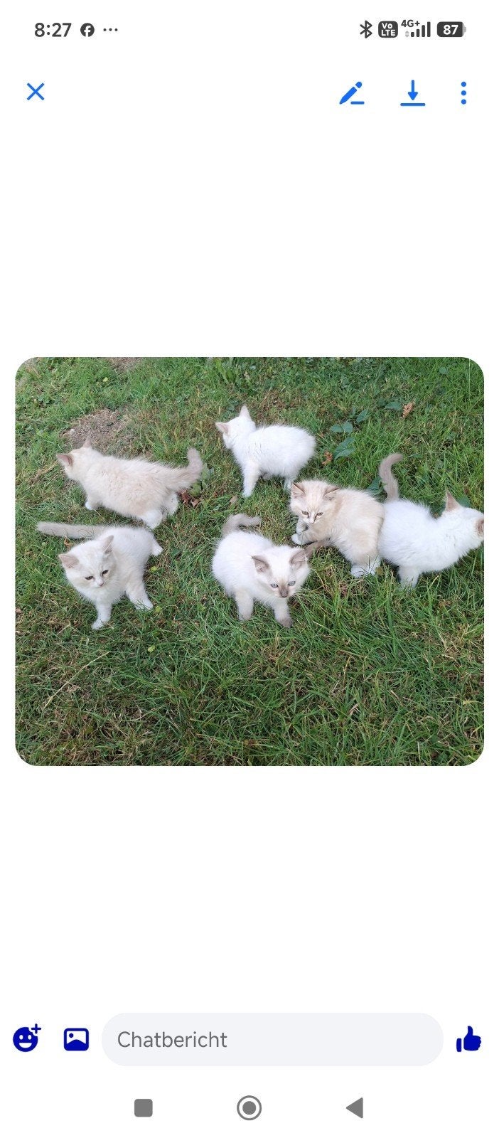 Ragdoll kittens, Dieren en Toebehoren, Katten en Kittens | Raskatten | Langhaar, Meerdere dieren, Gechipt, 0 tot 2 jaar