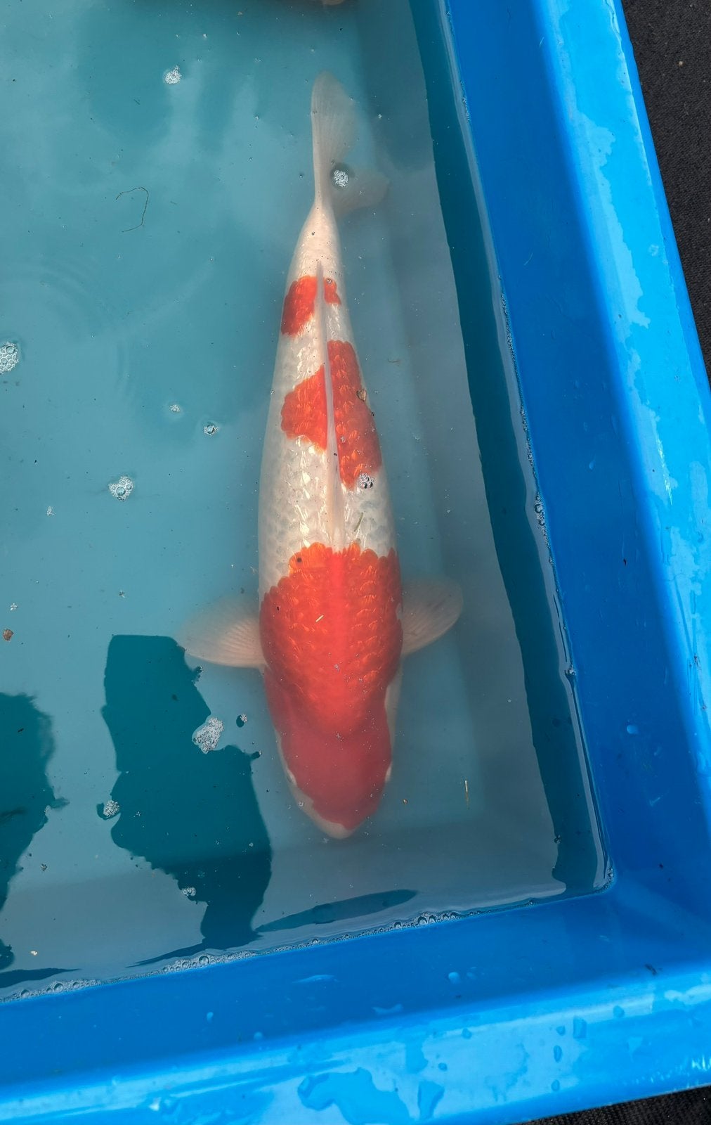 Koï japonais a vendre, Dieren en Toebehoren