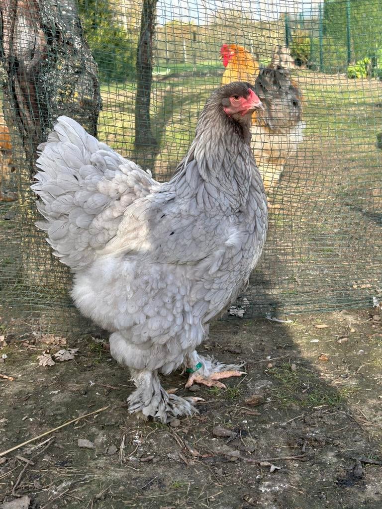 Broedeieren brahma groothoender