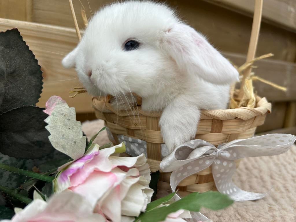 Super lief Franse Hangoor baby, Dieren en Toebehoren, Konijnen, Groot, Mannelijk, 0 tot 2 jaar, Hangoor