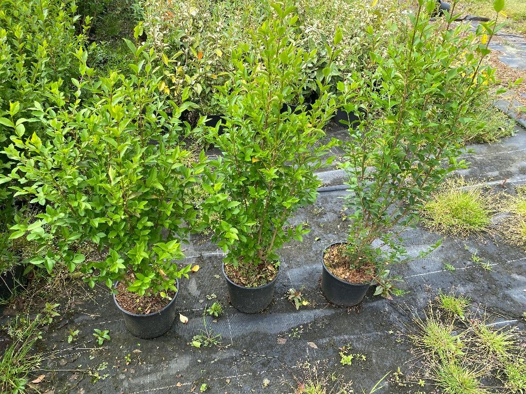 Ligustrum ovalifolium, Enlèvement, Arbuste