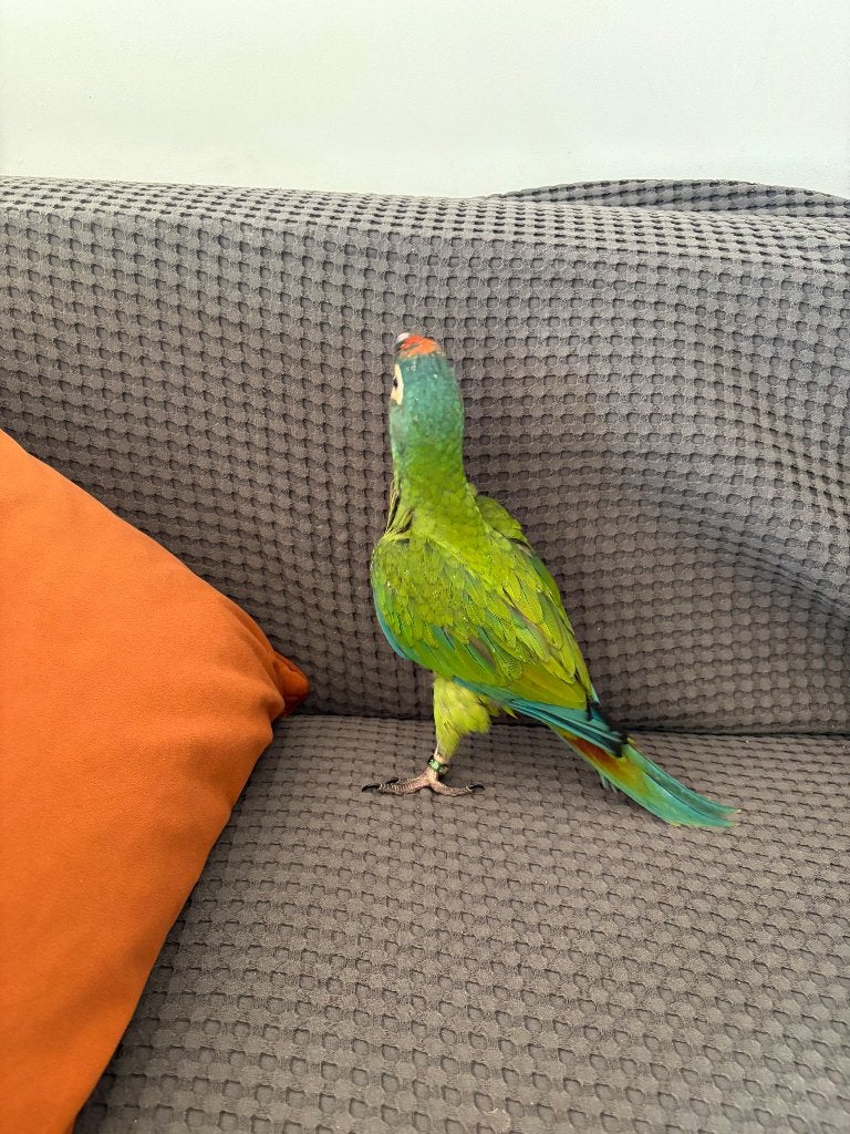 Ara maracana, Animaux & Accessoires, Oiseaux | Perruches & Perroquets, Perroquet, Mâle, Parleur, Domestique, Bagué