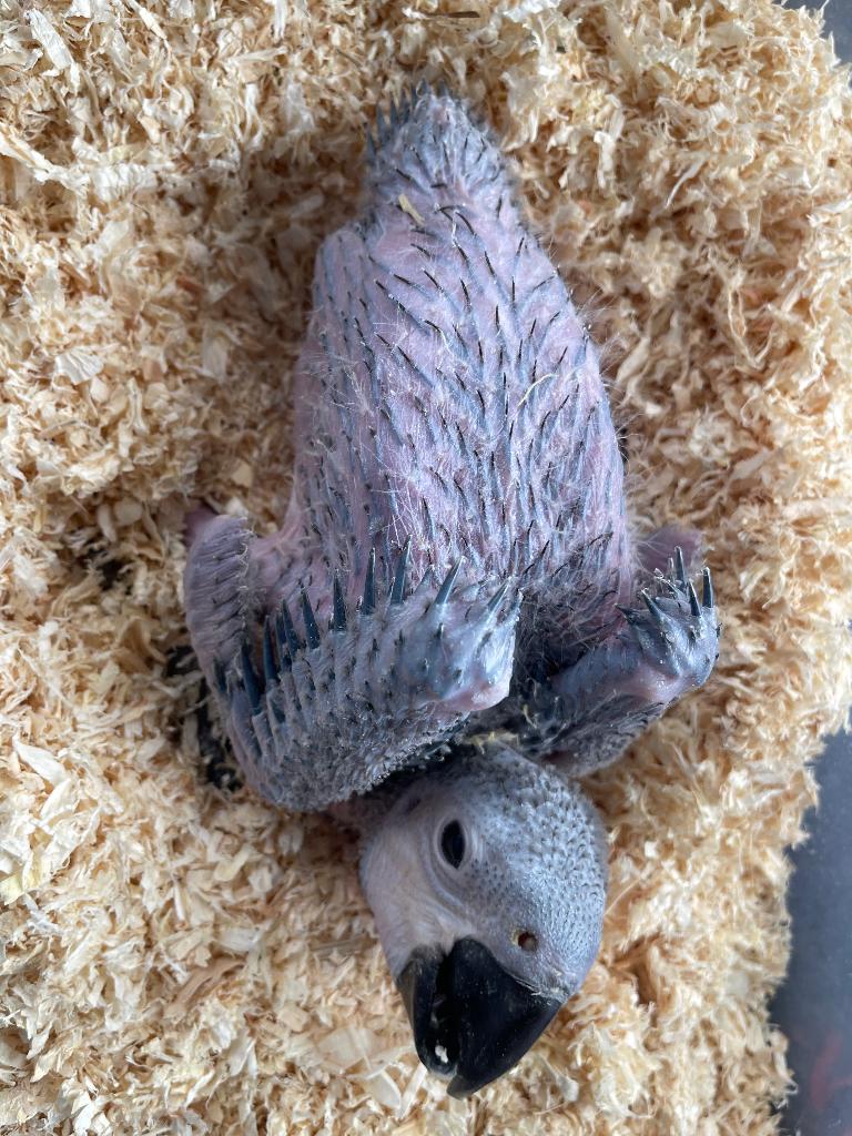 Tamme blauwgele ara, Perroquet, Parleur