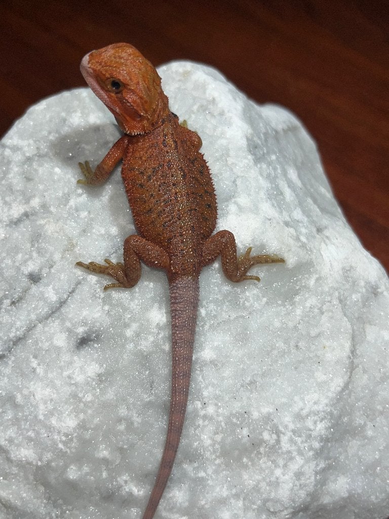 Bébé Pogona dark red / red monster hypo trans, Lézard, Domestique, 0 à 2 ans