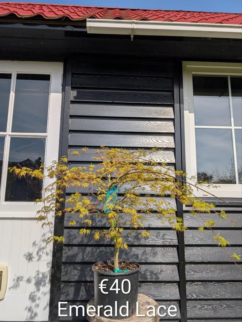 Acer dissectum Emerald Lace japanse esdoorn, Enlèvement, En pot