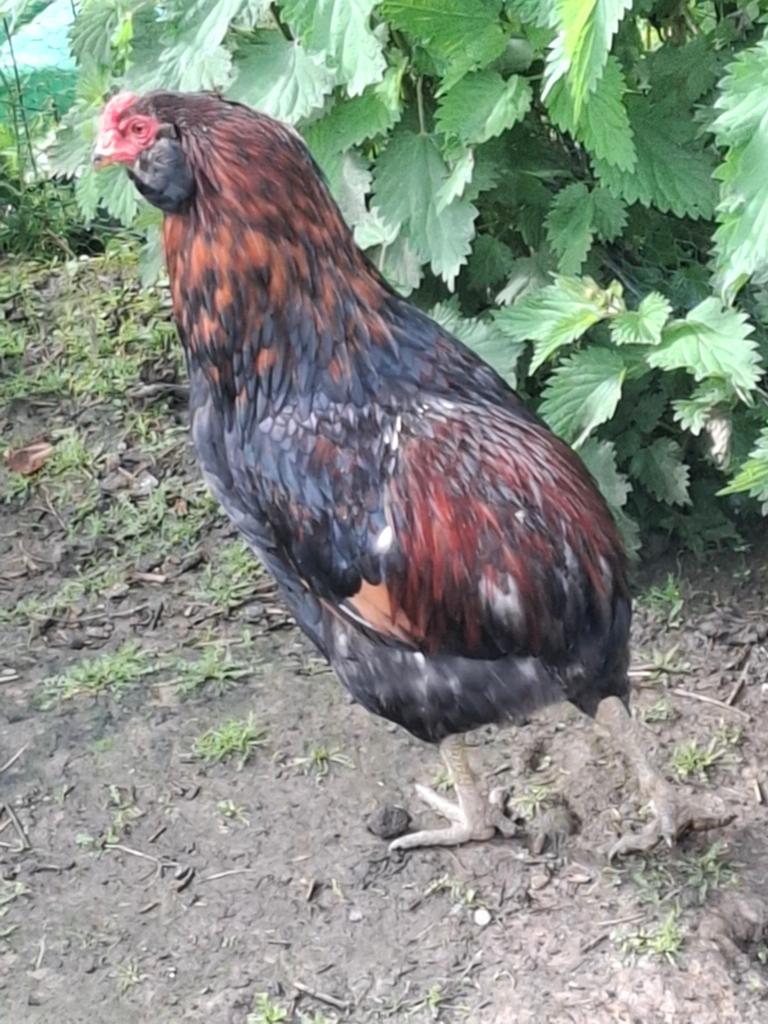 Araucana