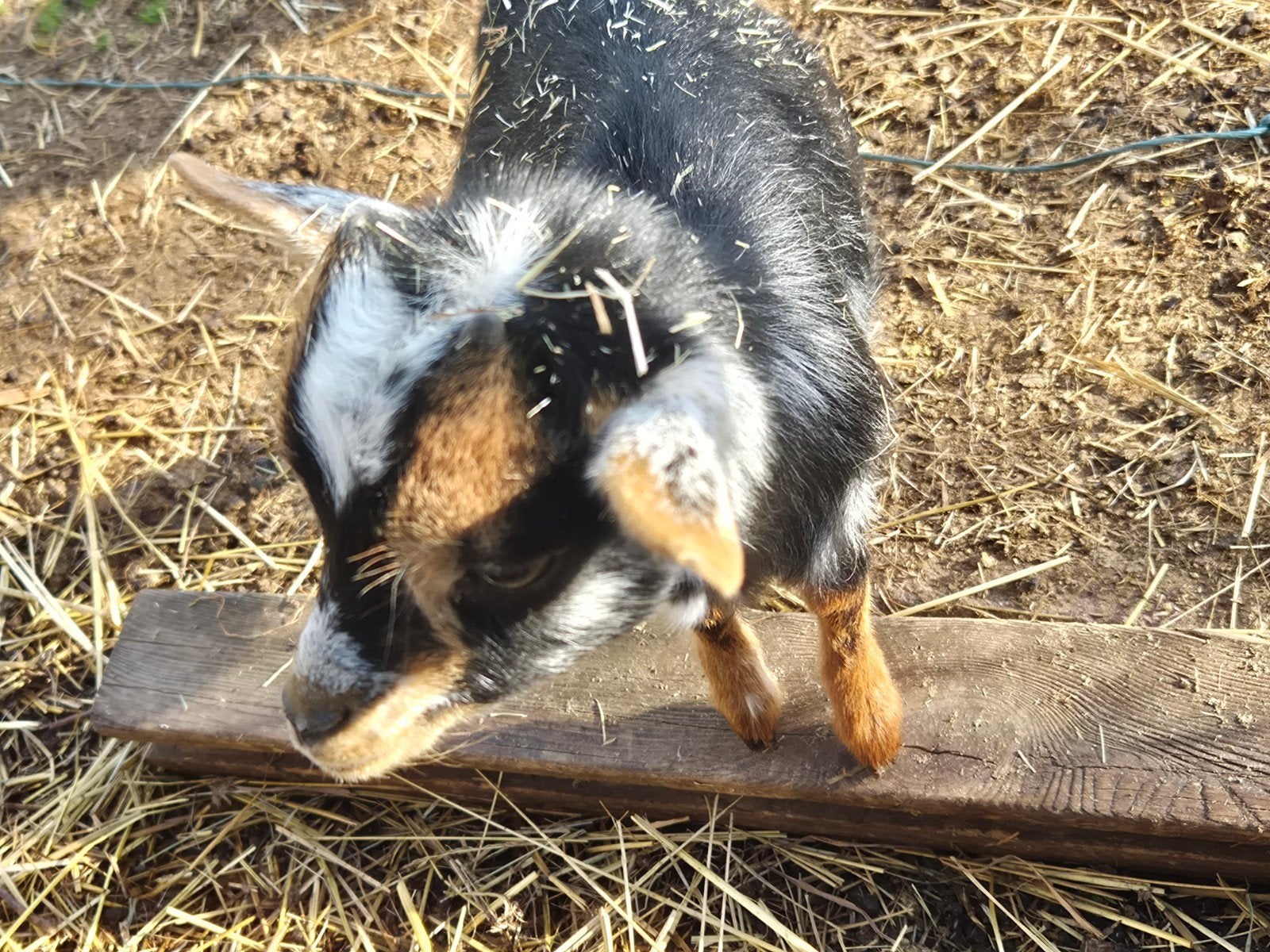 dwerggeit blauwschimmel tan mieke, Dieren en Toebehoren