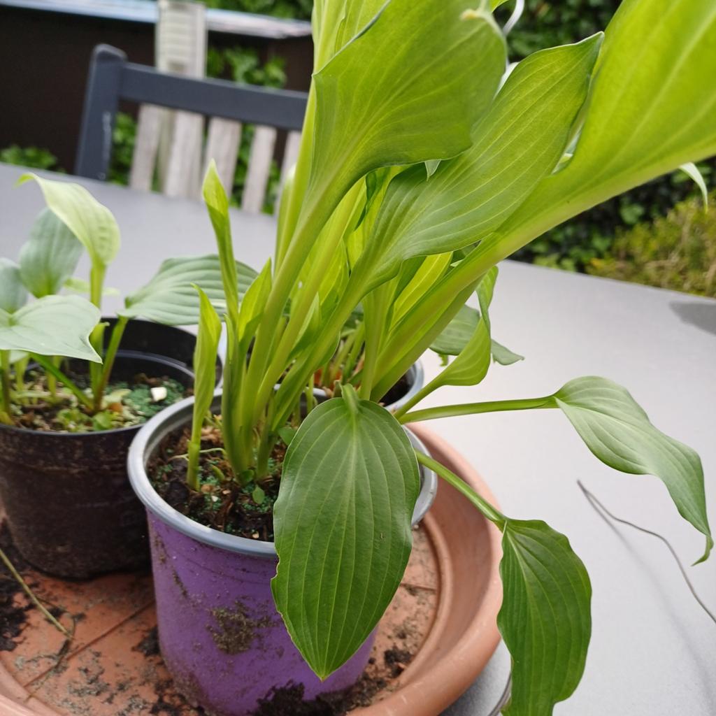 Hosta, Tuin en Terras, Ophalen, Halfschaduw