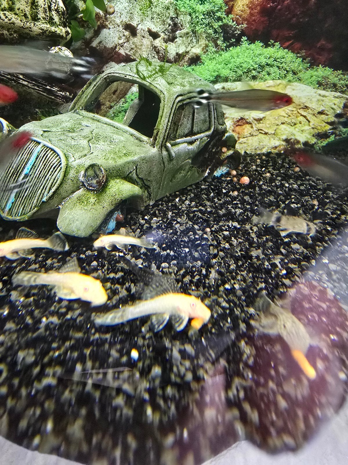 Ancistrus albinos, Animaux & Accessoires
