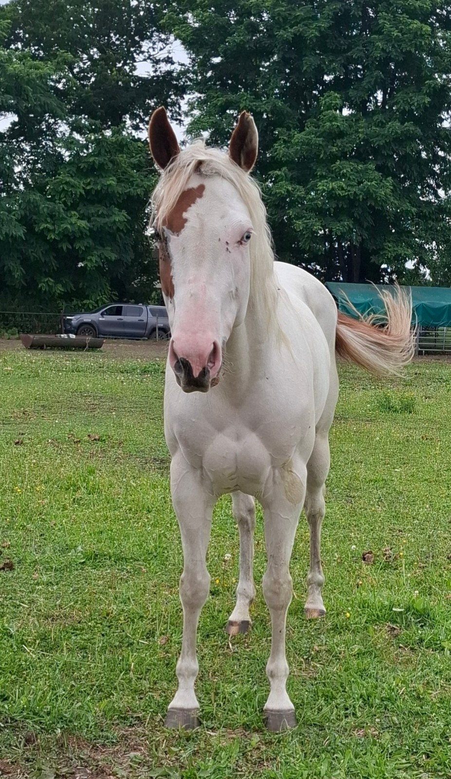 6 jarige paint merrie met stamboek, Jument