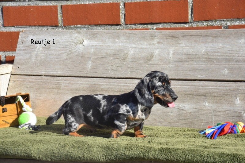 Kortharige Blue Merle Tan Teckel pupjes, Animaux & Accessoires, Chiens | Teckels & Bassets, Poils courts, Standard, Chien (mâle)
