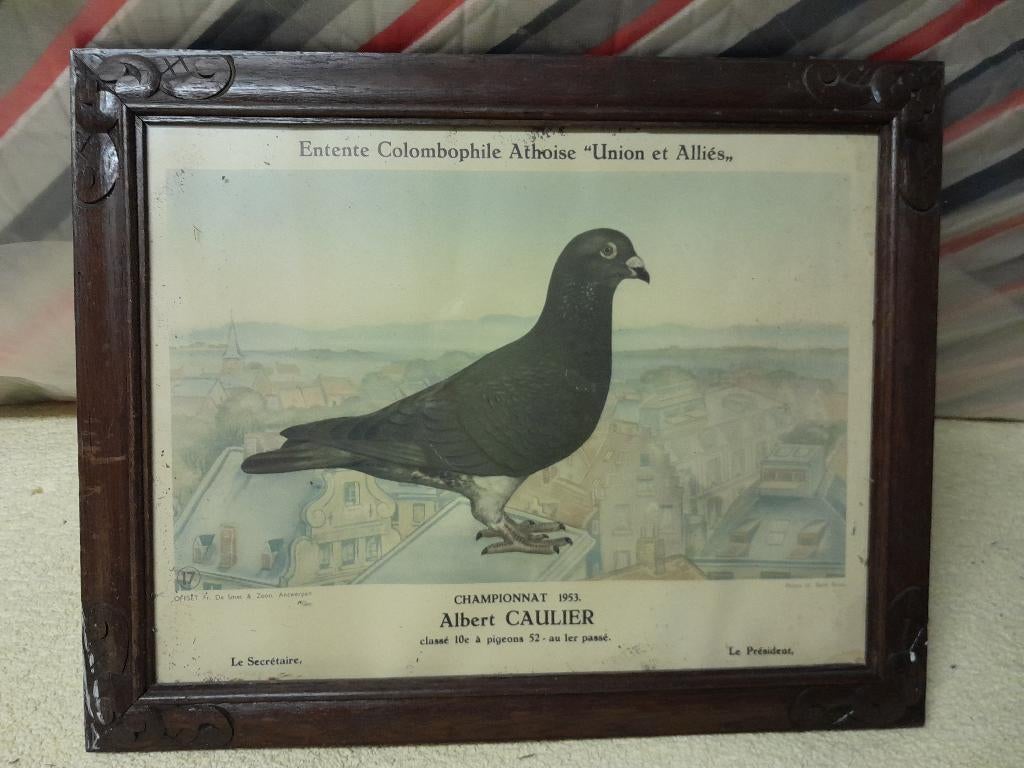 Gravure pigeon, Enlèvement, Utilisé, Animal, Gravure